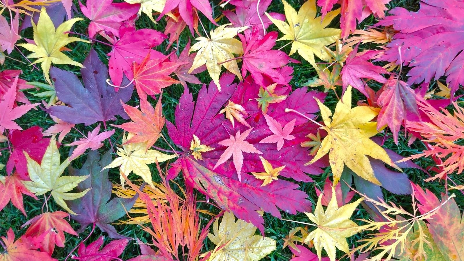 Growing Together: The Roswell Botanical Exchange Brings Gardeners Together